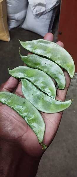 Sedi Pattai Bush | செடி பட்டை அவரை