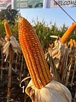 Maize Rise 404 - Shine Brand Seeds (3.6 Kg) Maize Rise 404 - Shine Brand Seeds (3.6 Kg)