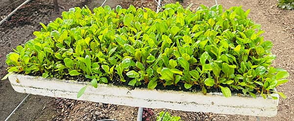 Spinach Seedlings