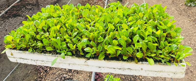 Spinach Seedlings