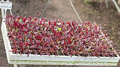 Beetroot Seedlings