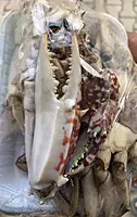 Crabs