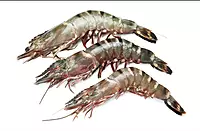 Tiger Prawns Sea Frozen Packed