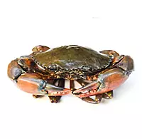 Crabs