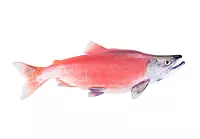Titus Fish Big