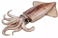 Calamari