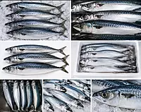 Japanese Titus Fish