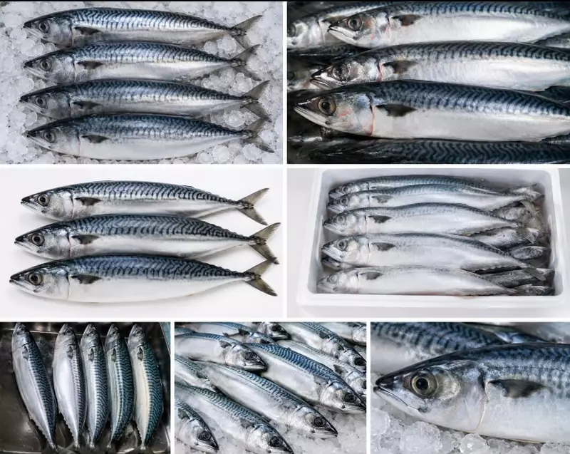 Japanese Titus Fish