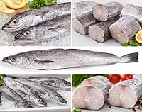 Hake Fish ( panla ) Big size
