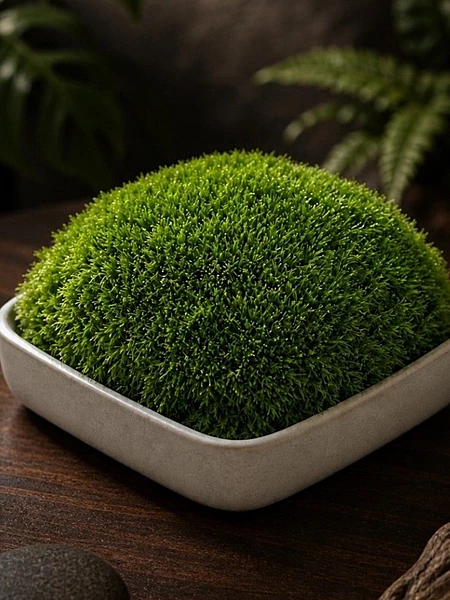Live Green Cushion Moss per Box