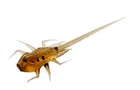 13 Fishing B.A.M.F. 13 Fishing B.A.M.F.