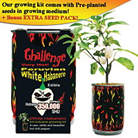White Habanero Growing Kit