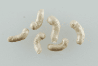 Berkley Gulp Alive Maggots Berkley Gulp Alive Maggots