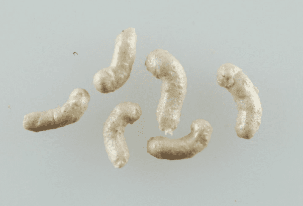 Berkley Gulp Alive Maggots Berkley Gulp Alive Maggots