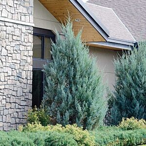 WICHITA BLUE JUNIPER (JUNIPERUS SCOPULORUM 'WICHITA')