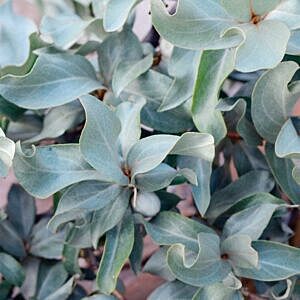 WOLF WILLOW (ELAEAGNUS COMMUTATA) WOLF WILLOW (ELAEAGNUS COMMUTATA)