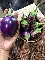 Blue Striped Brinjal | ஊதா வரி கத்தரி)