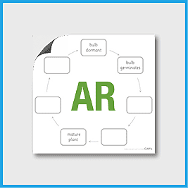 zY2 Science (Plants) AR2 Life Cycle of a Tulip