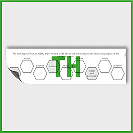 zY4 Science (Animals, including Humans) Pre-Filled Thinking Hard 1