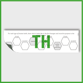 zY4 Science (Animals, including Humans) Pre-Filled Thinking Hard 1