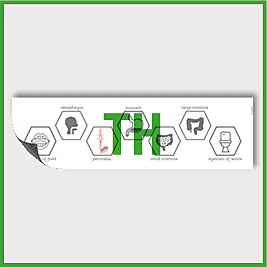 zY4 Science (Animals, including Humans) Pre-Filled Thinking Hard 4