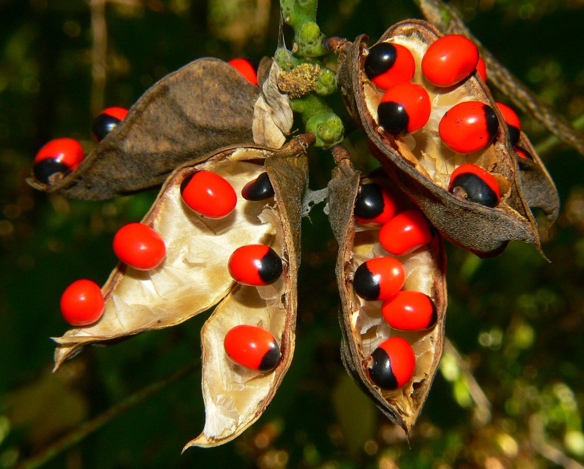 Adenanthera pavonina (ஆணை குண்டுமணி )