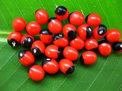 Adenanthera pavonina (ஆணை குண்டுமணி )