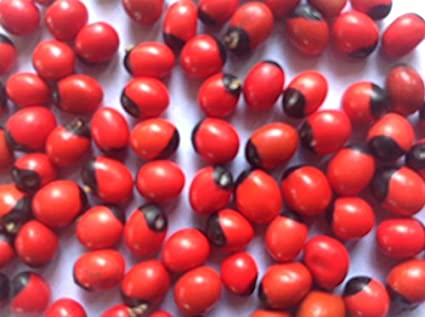 Adenanthera pavonina (ஆணை குண்டுமணி )