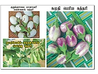 Kamudhi Brinjal  | கமுதி கத்தரி