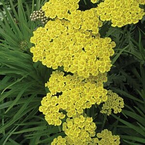 MOONSHINE YARROW (ACHILLEA FILIPENDULINA 'MOONSHINE')