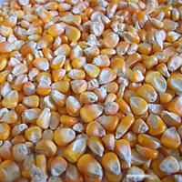 MAIZE YELLOW NATIVE CORN - MAKKASOLAM (மக்காசோளம்- மஞ்சள் )
