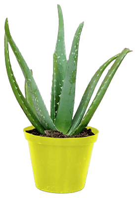 Aloe Vera Terra15cm Aloe Vera Terra15cm