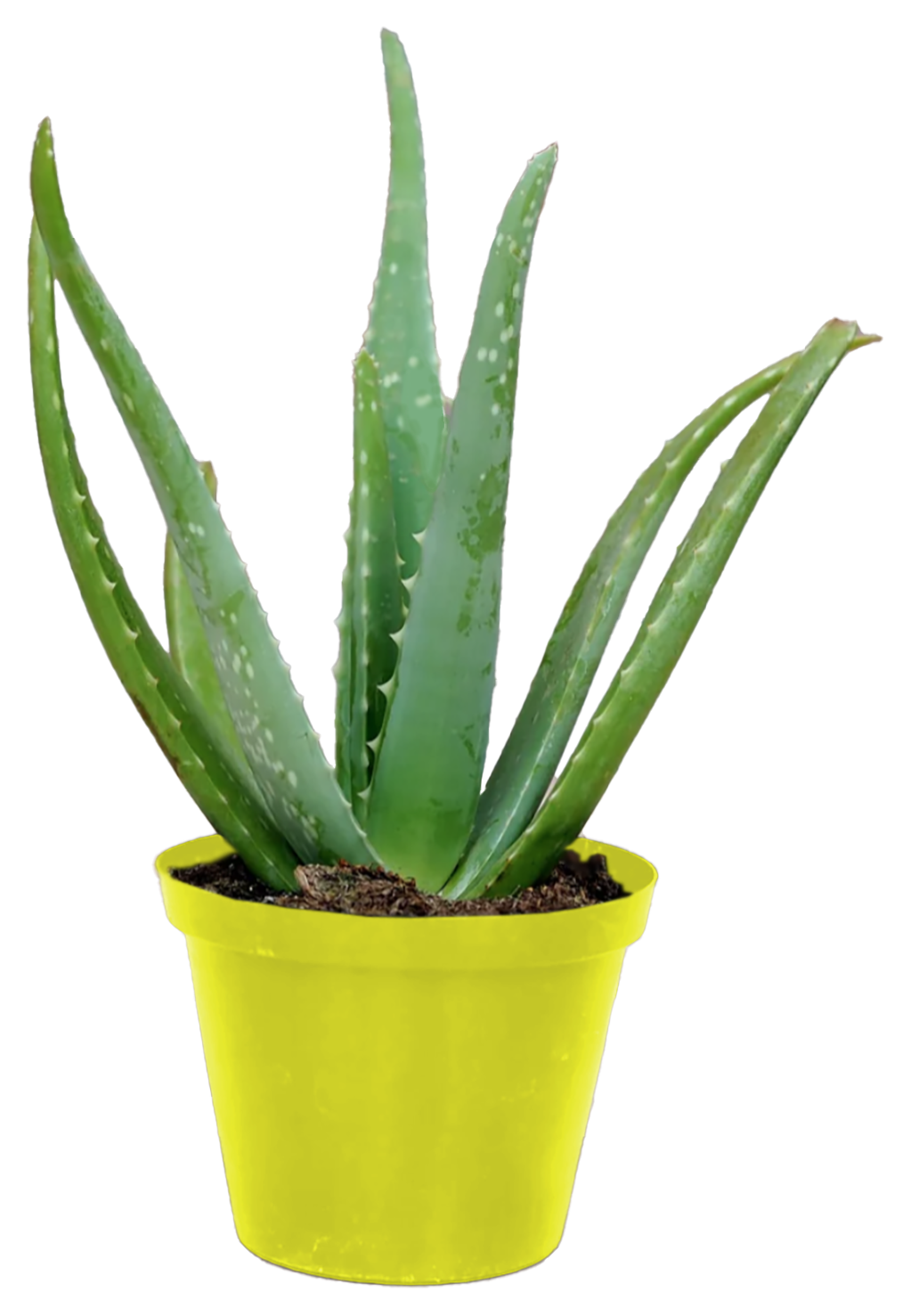 Aloe Vera Terra15cm
