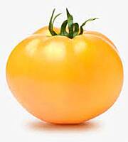 Apple Yellow line Tomotto ( ஆப்பிள் மஞ்சள் வரி தக்காளி )