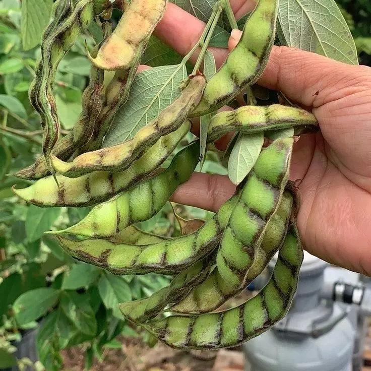 Red Gram  | மர துவரை