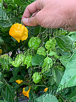 Yellow Carolina Reaper Pepper Flakes (1 Lb)