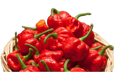 Super Habanero Red (Super Hot Pepper)