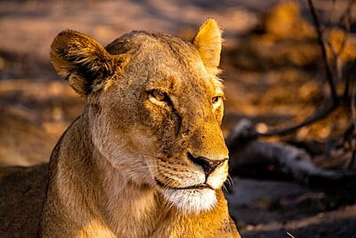 Queen of the Wild