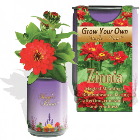 Zinnia Elegant Flower Growing Kit