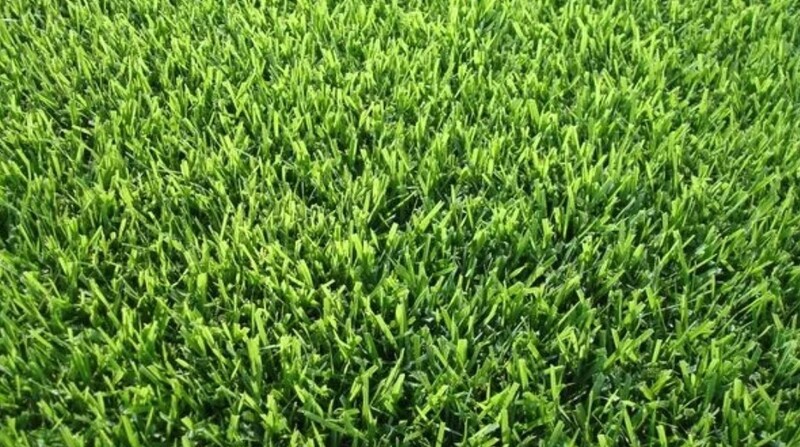 Zoysia Palisade