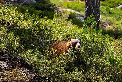 Guardian of the Wild