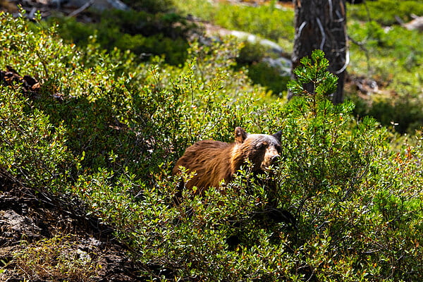 Guardian of the Wild Guardian of the Wild