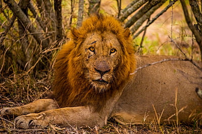 Scars of the King