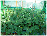 COWPEA VINE - KODI KARAMANI (கொடி காராமணி)