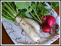 WHITE RADDISH