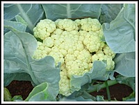 CAULIFLOWER
