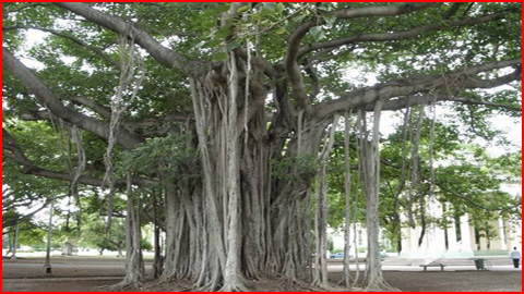 Alla Maram | Bayan Tree (ஆலமரம்)