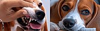 Alimento Premium para Perro Adulto Razas PEQUEÑA