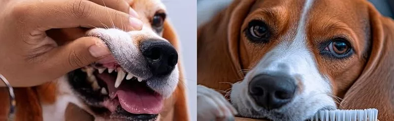 Alimento Premium para Perro Adulto Razas PEQUEÑA