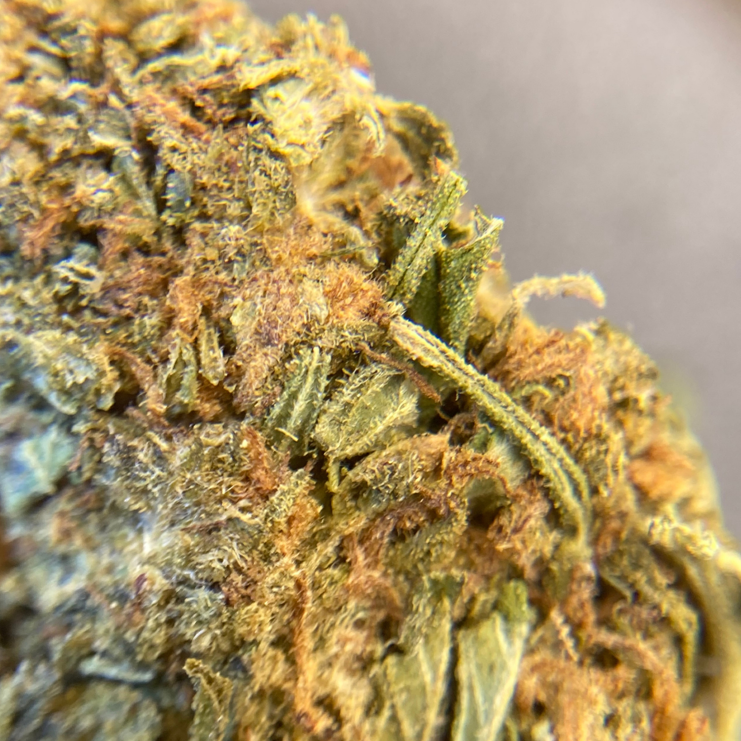 Amnesia Haze Exterior Premium